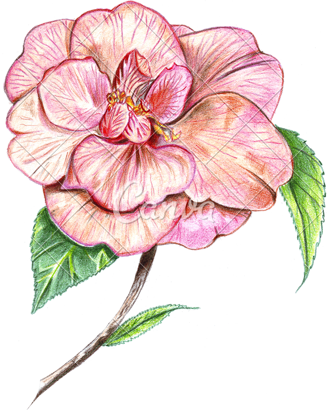 640x800 Hand Drawing Of Colored Camellia - Camellia Drawing