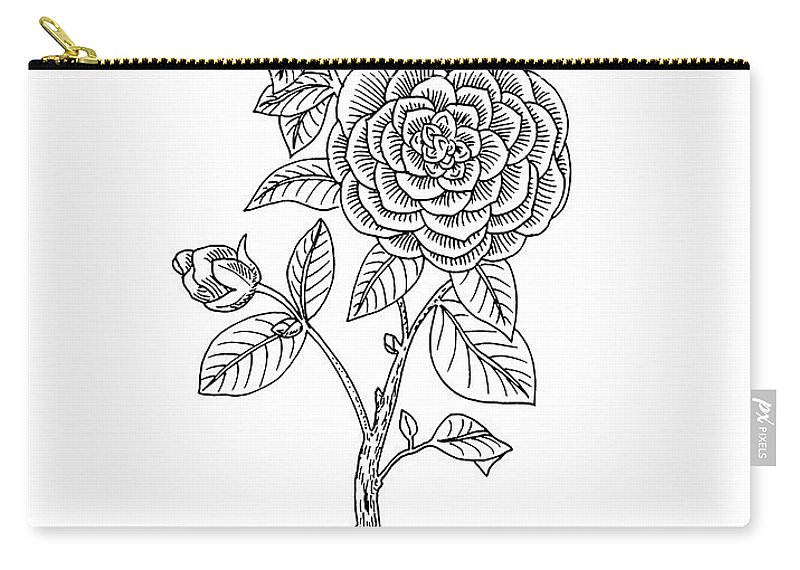 800x570 Japanese Camellia Flower Botanical Drawing Carry All Pouch - Camellia Drawing