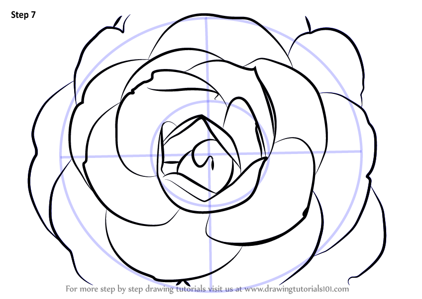 848x602 Learn How To Draw A Camellia Flower - Camellia Drawing
