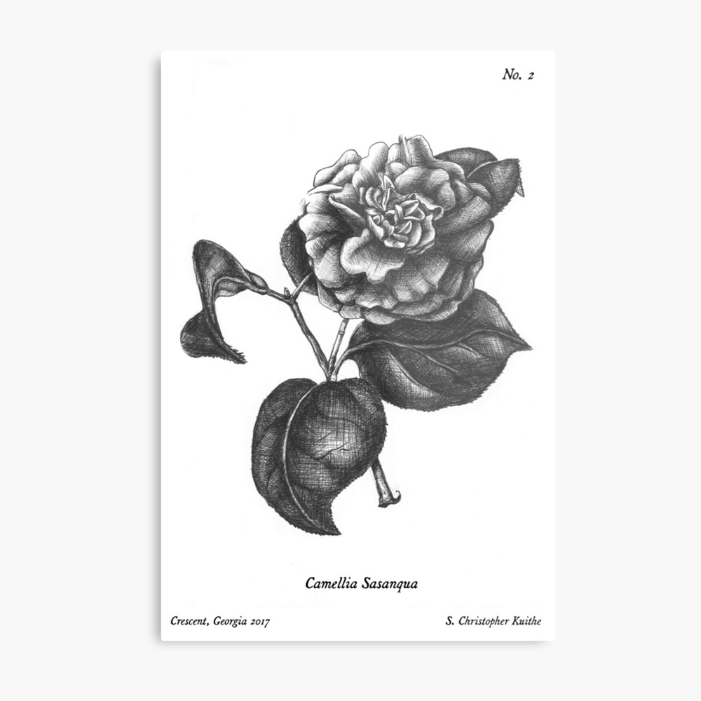 1000x1000 No The Camellia Botanical Ballpoint Pen Drawing - Camellia Drawing