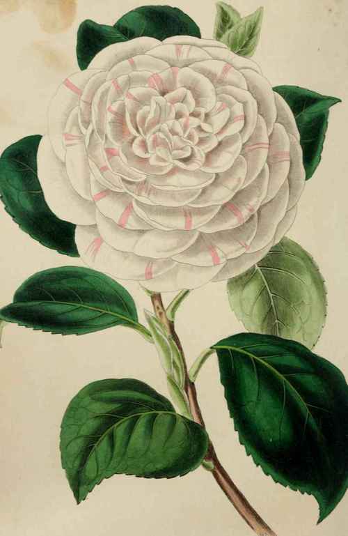 Camellia Drawing at Explore collection of Camellia