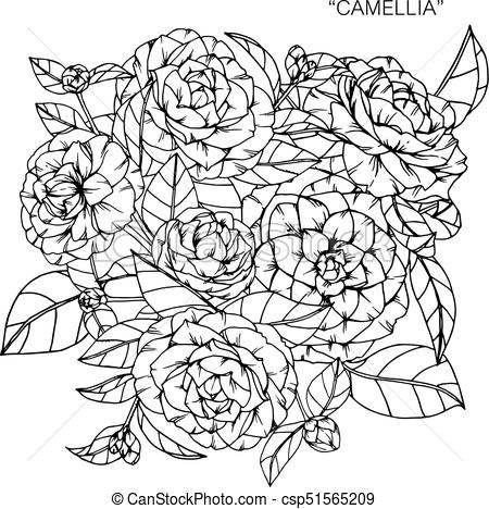 450x468 Bouquet Of Camellia Flowers Drawing - Camellia Drawing