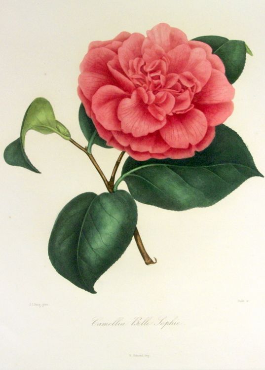537x750 Camellia Drawing - Camellia Drawing