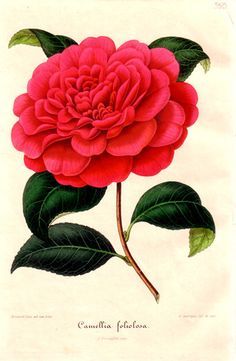 236x361 Red Camellia Drawing Dessins Botaniques, Fleurs - Camellia Drawing