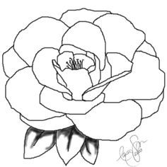 236x236 White Camellia Drawing - Camellia Drawing