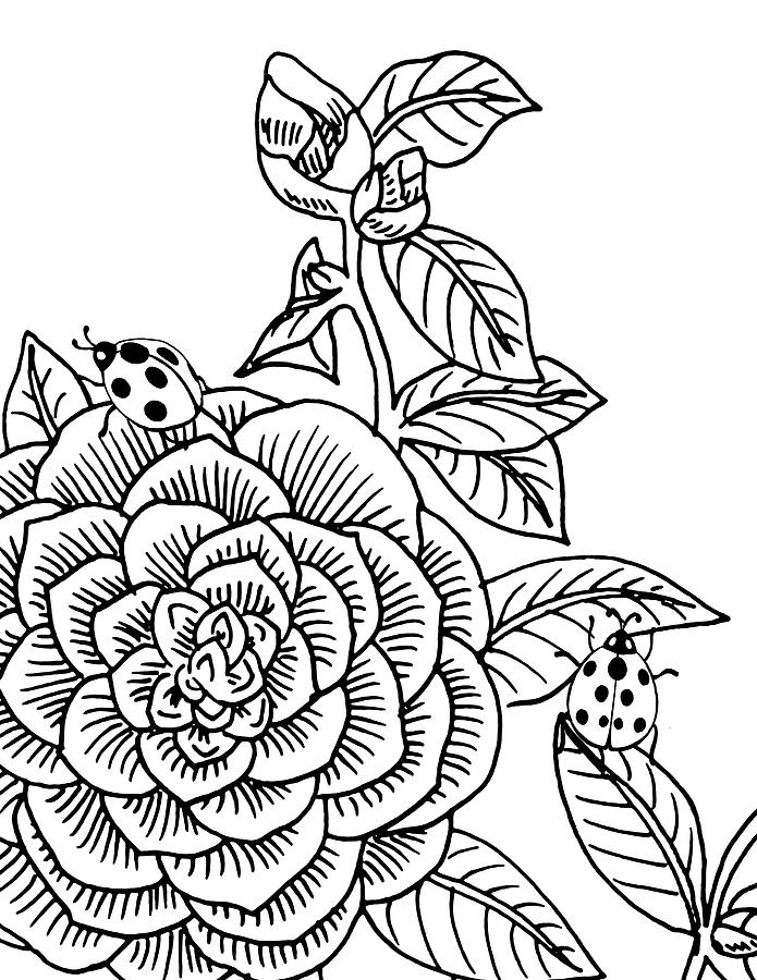 695x900 Camellia And Ladybugs Drawing Drawing - Camellia Drawing