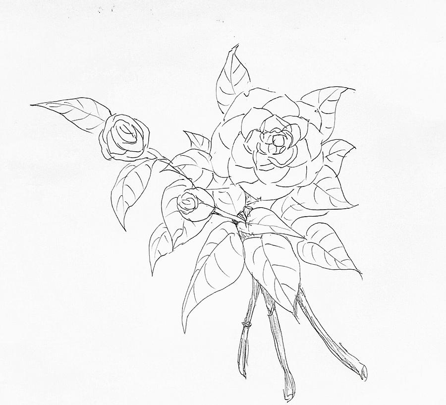 Camellia Drawing at PaintingValley.com | Explore collection of Camellia