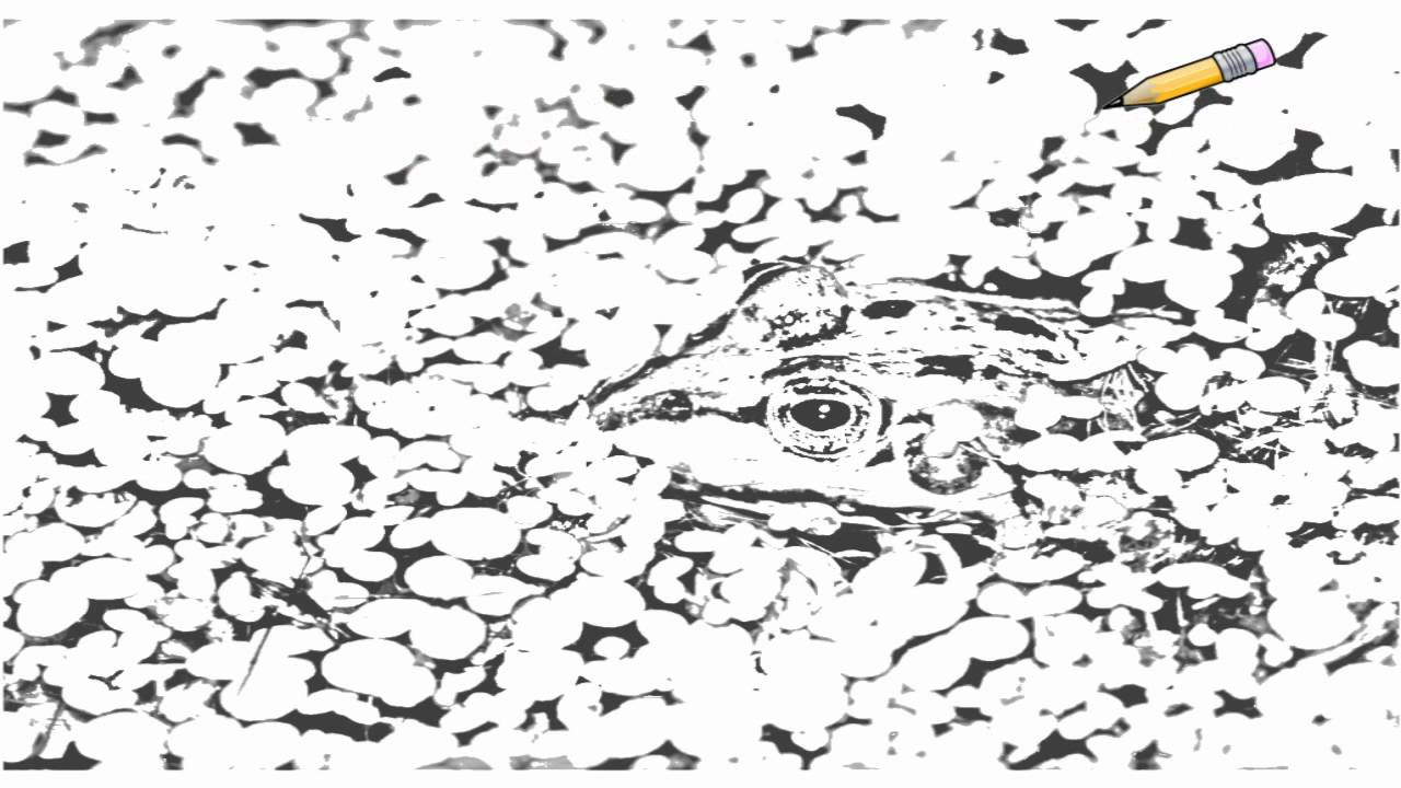 1280x720 Auto Draw Camouflage Frog - Camouflage Drawing
