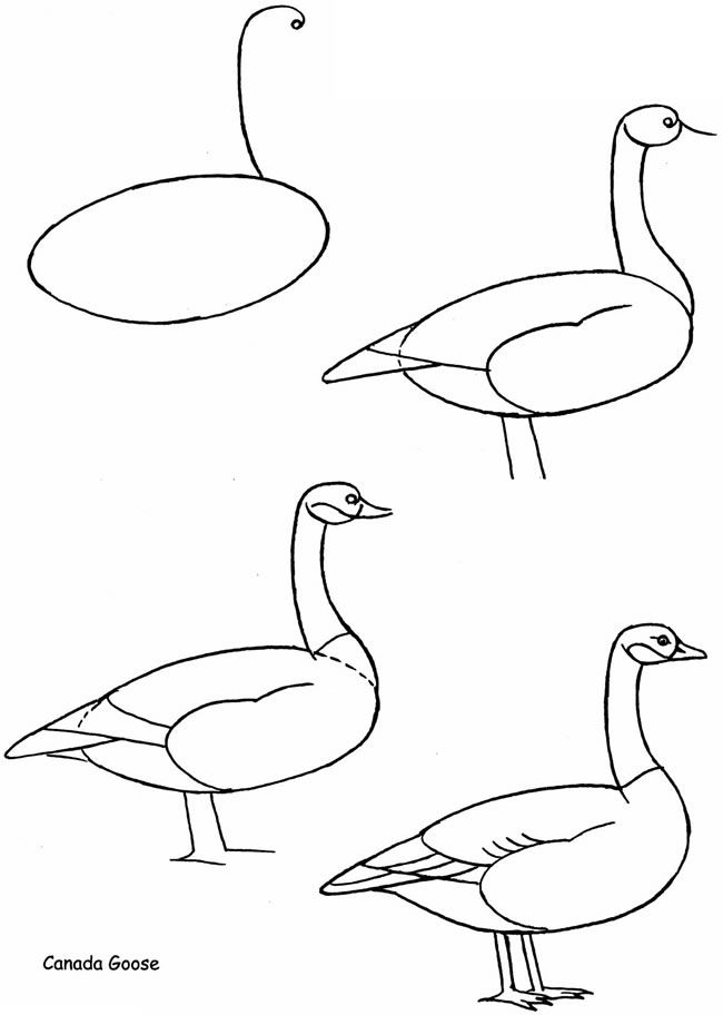 650x912 how to draw birds dover publications samples - Canada Drawing