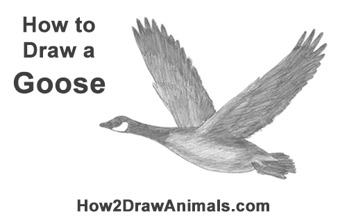 500x315 how to draw a canada goose - Canada Drawing