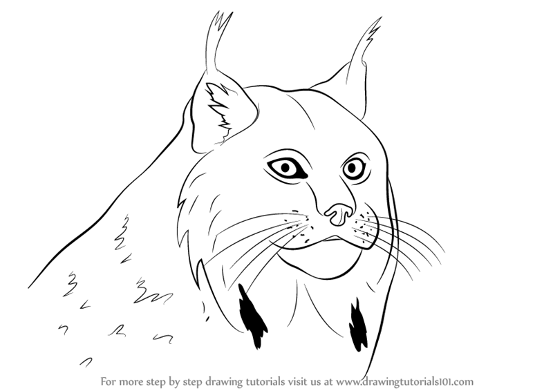 800x566 learn how to draw a canada lynx face - Canada Drawing