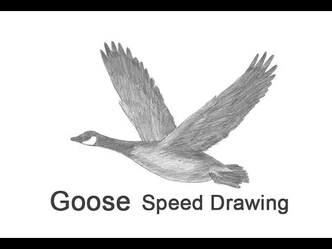 480x360 canada goose flying time lapse speed drawing - Canada Drawing