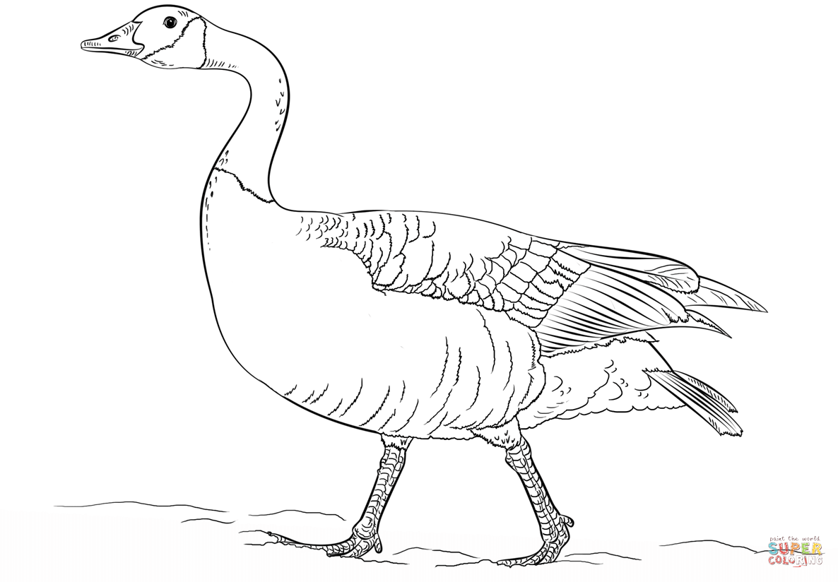 1186x824 canada goose drawings - Canada Goose Drawing