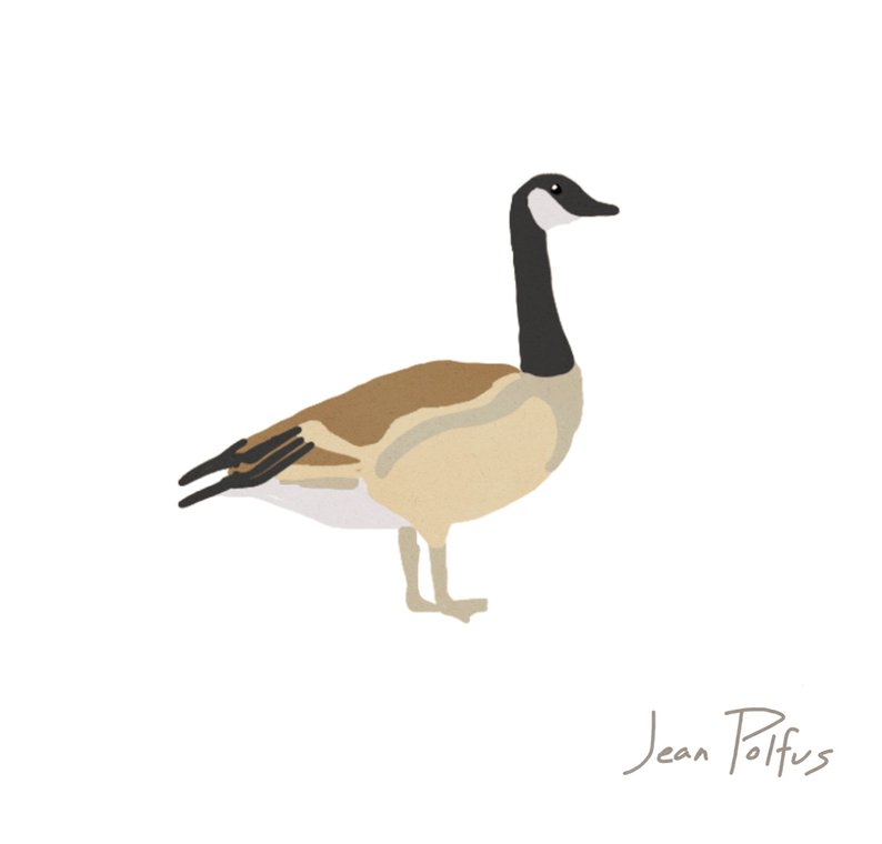 794x760 canada goose illustration animal nursery art wall decor etsy - Canada Goose Drawing