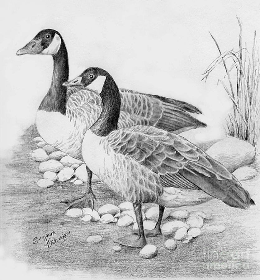 835x900 canadian geese drawing - Canada Goose Drawing