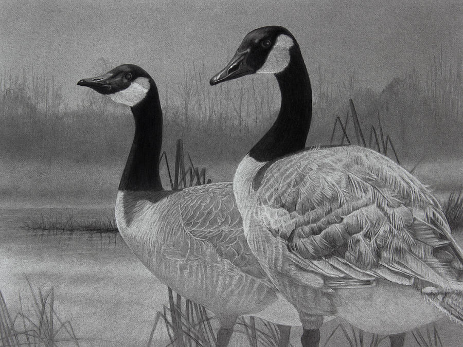 900x675 canadian geese drawing - Canada Goose Drawing