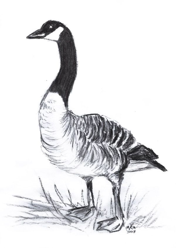 Canada Goose Drawing at Explore collection of