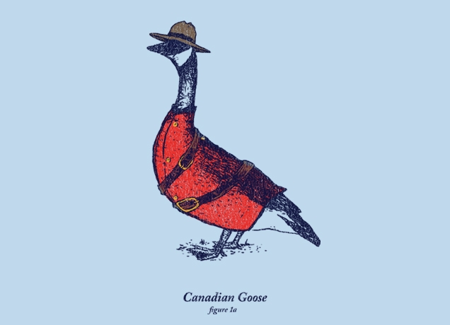 636x460 canadian goose - Canada Goose Drawing