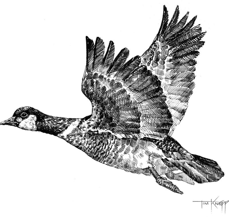 Canada Goose Drawing at PaintingValley.com | Explore collection of