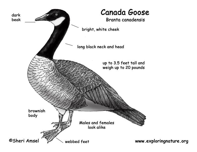 792x611 goose drawing free download - Canada Goose Drawing