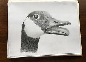 300x216 hand drawn pencil drawing sketches canada goose picture - Canada Goose Drawing