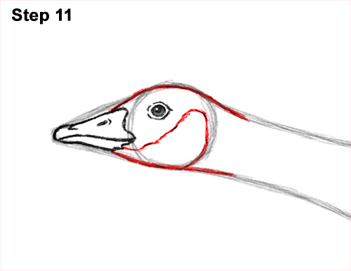 500x386 how to draw a canada goose - Canada Goose Drawing