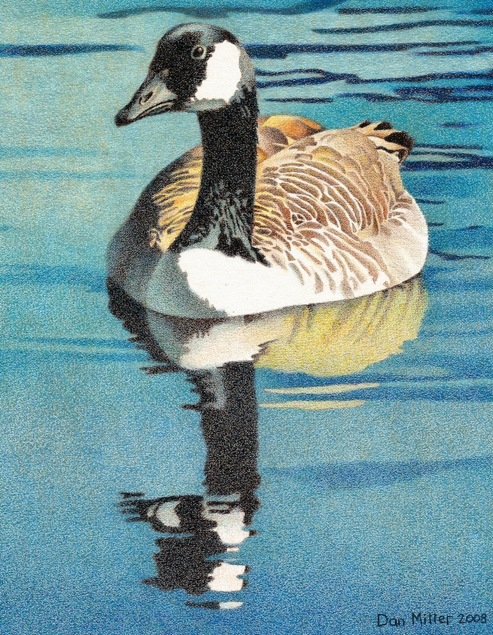 699x900 impression evergreen canada goose - Canada Goose Drawing