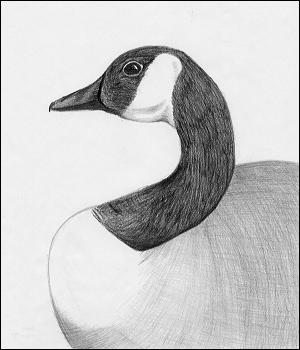 300x350 some semblance canada goose drawing - Canada Goose Drawing