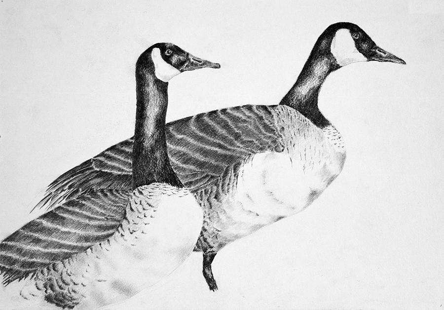 Canada Goose Drawing at PaintingValley.com | Explore collection of ...