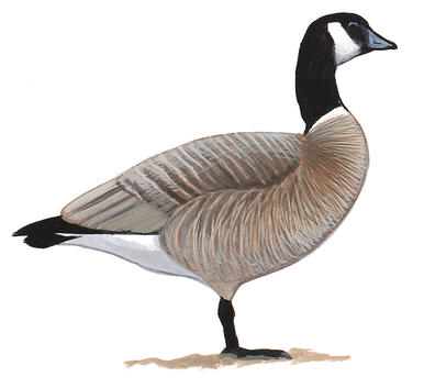 386x353 canada goose audubon field guide - Canada Goose Drawing