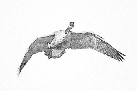450x300 canada goose drawing - Canada Goose Drawing