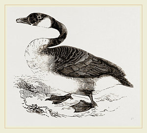 300x271 canada goose drawing - Canada Goose Drawing