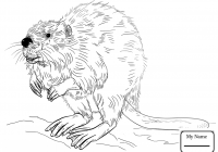 200x140 Coloring Pages I Love Canada Printable Coloring - Canadian Beaver Drawing