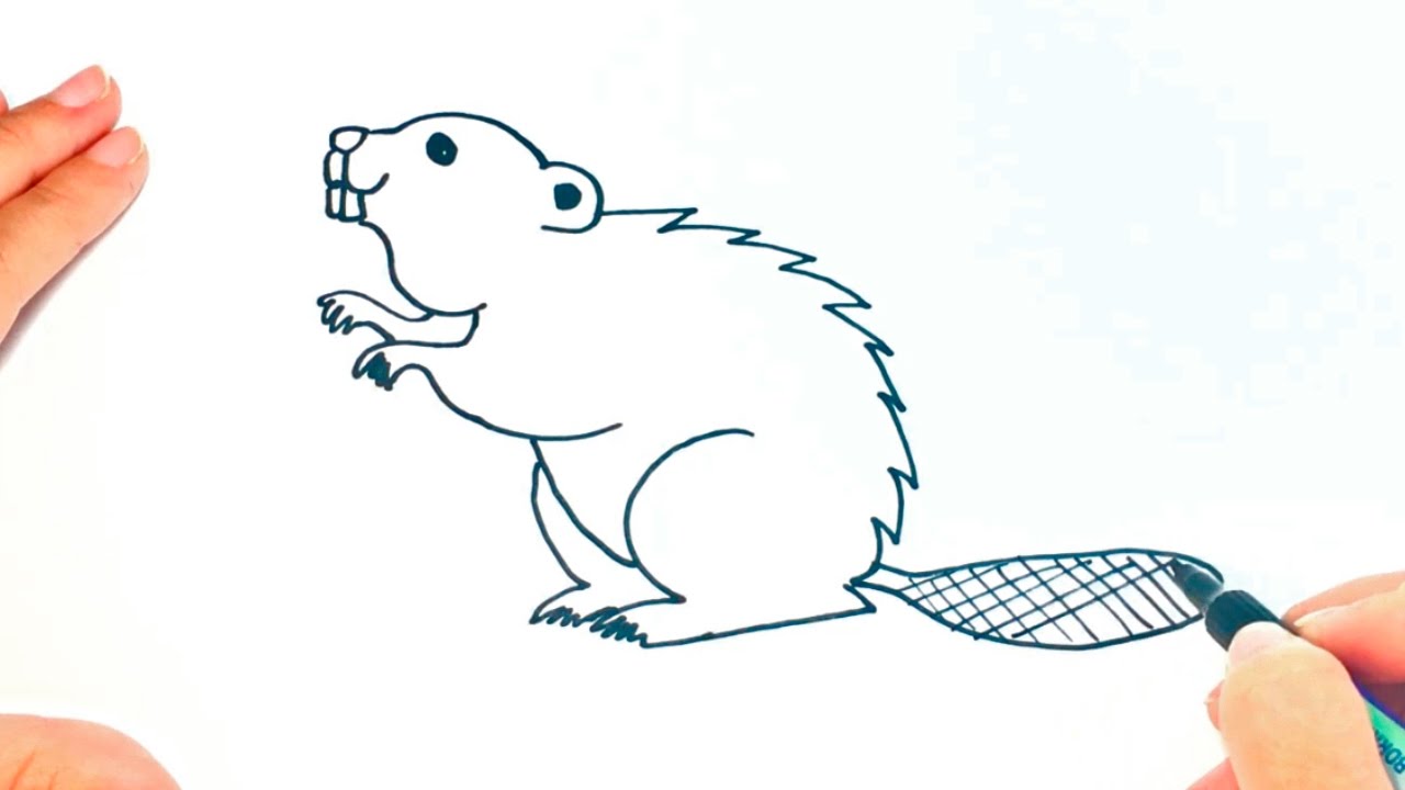 1280x720 how to draw a beaver for kids beaver drawing lesson step - Canadian Beaver Drawing