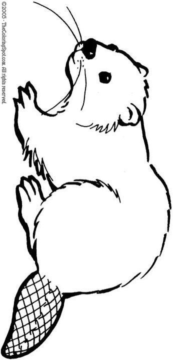 346x720 beaver crafts beaver - Canadian Beaver Drawing