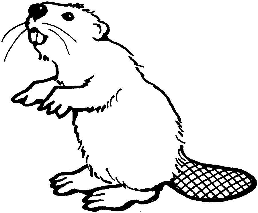 900x744 beaver drawings coloring home animals beaver free coloring - Canadian Beaver Drawing