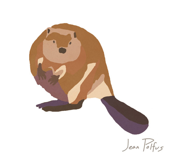 570x546 beaver drawing, canadian wildlife, beaver illustration, wild - Canadian Beaver Drawing