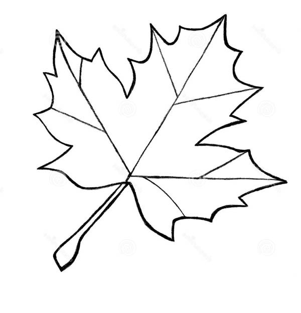 600x624 drawn leaf canadian - Canadian Leaf Drawing