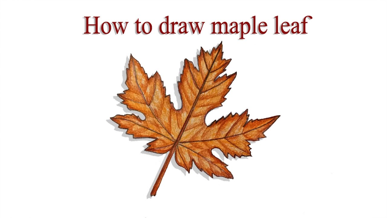 1280x720 How To Draw Maple Leaf Step - Canadian Leaf Drawing