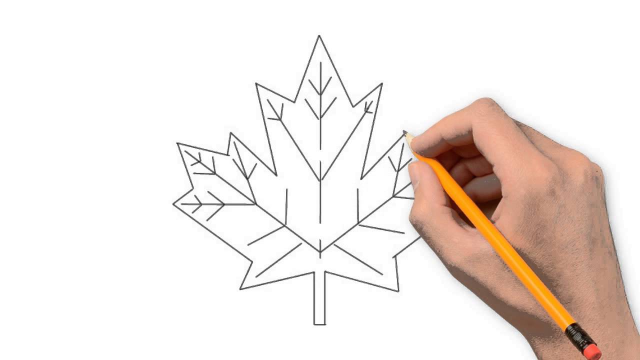 1280x720 canada maple leaf drawing - Canadian Maple Leaf Drawing