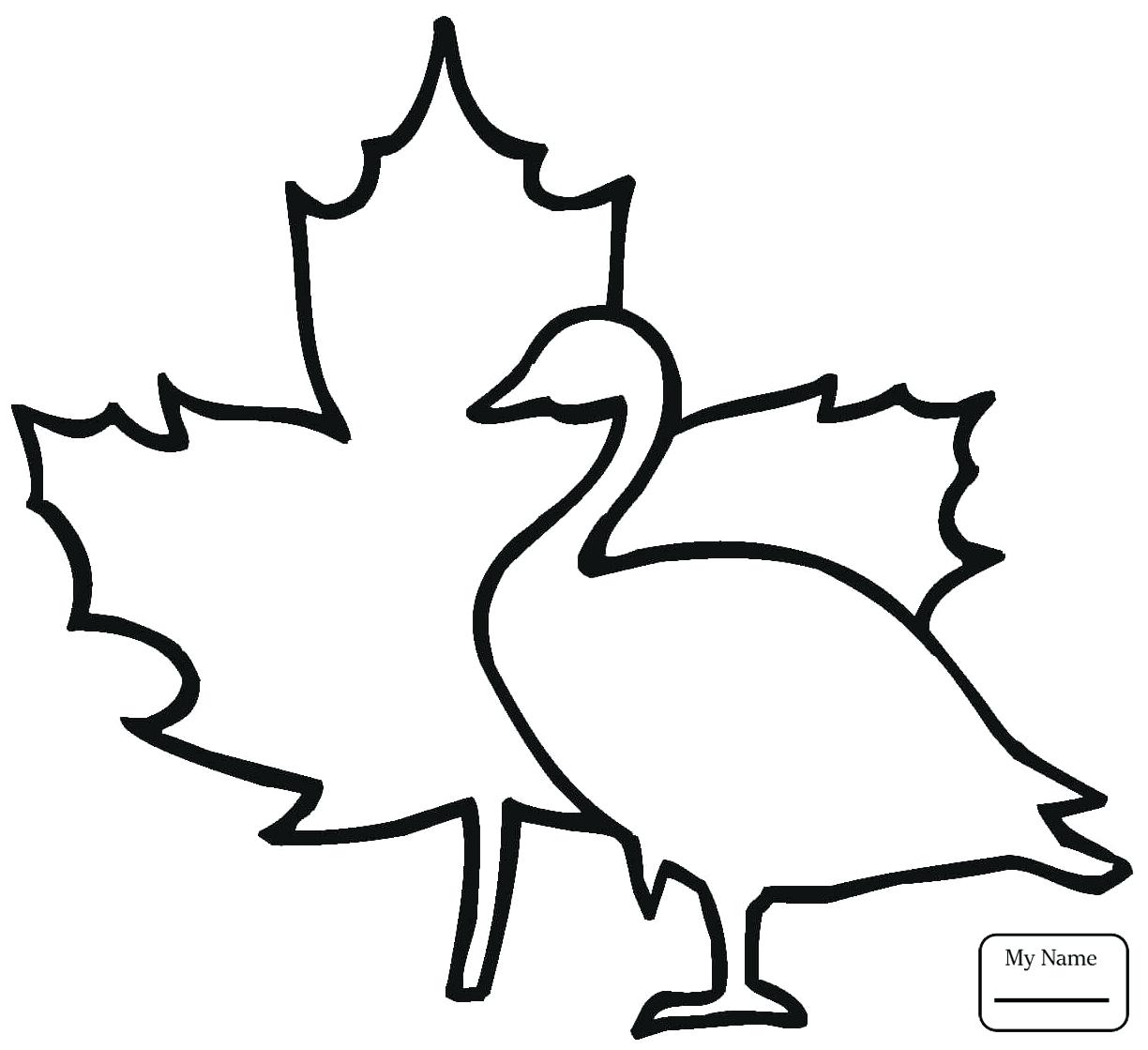 1224x1119 canadian maple leaf drawing - Canadian Maple Leaf Drawing