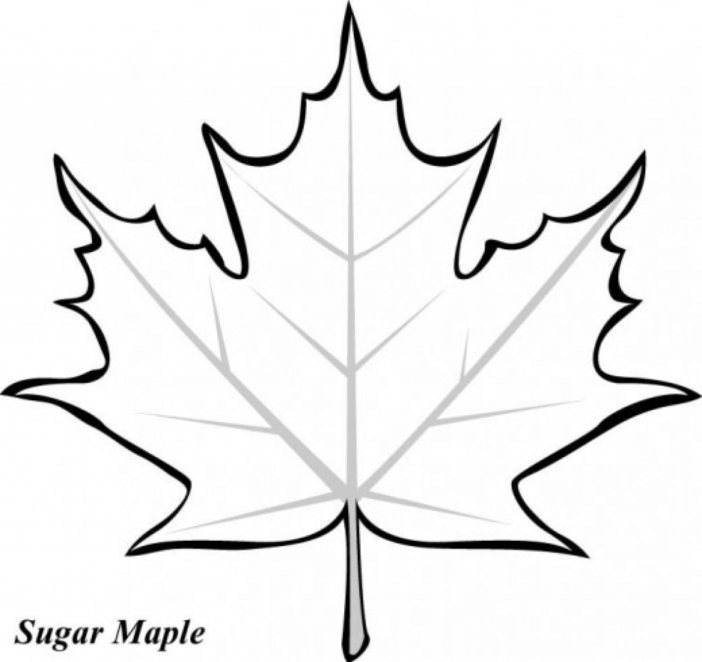 1024x966 Coloring - Canadian Maple Leaf Drawing