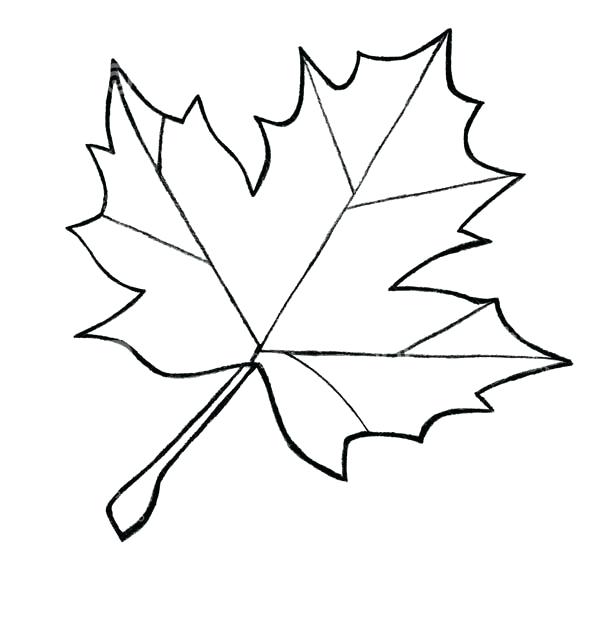 600x624 huge collection of 'maple leaf line drawing' download more than - Canadian Maple Leaf Drawing