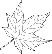 167x174 The Tree Pages - Canadian Maple Leaf Drawing