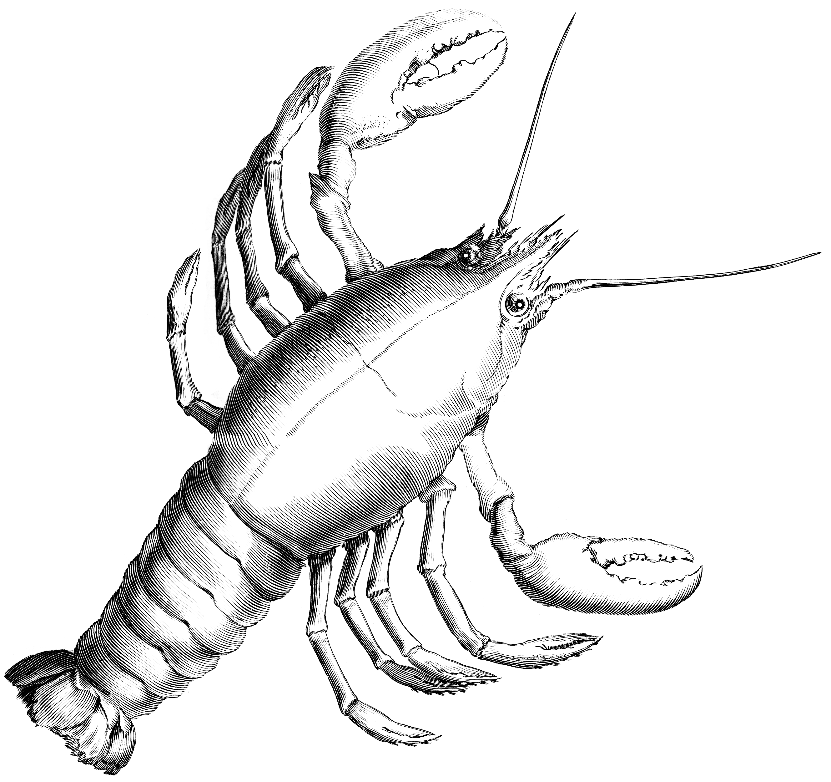 2658x2500 cancer drawing bird for free download - Cancer Drawing