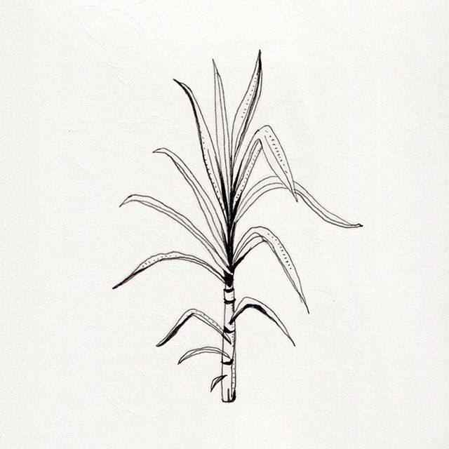640x640 illustration of a sugar cane plant which i did for bbc world - Cane Drawings