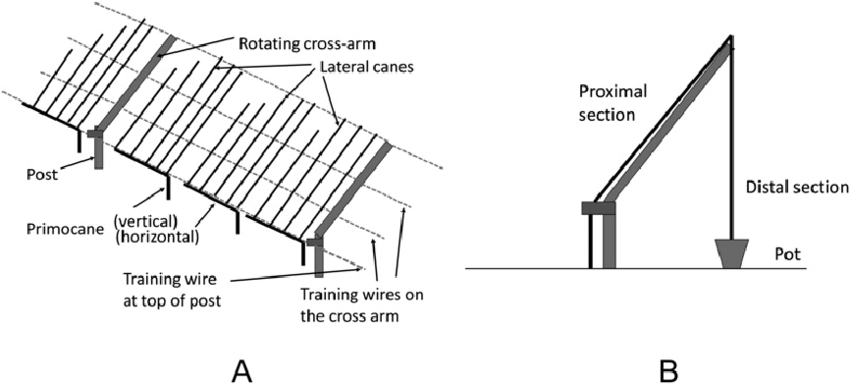 850x384 Schematic Drawings Of Producing Long Cane Blackberry Plants - Cane Drawings