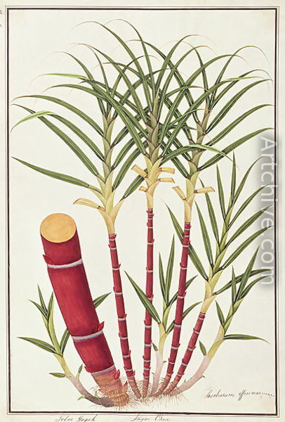 406x600 Sugar Cane, Teboo Gagak, From 'drawings Of Plants From Malacca', C - Cane Drawings