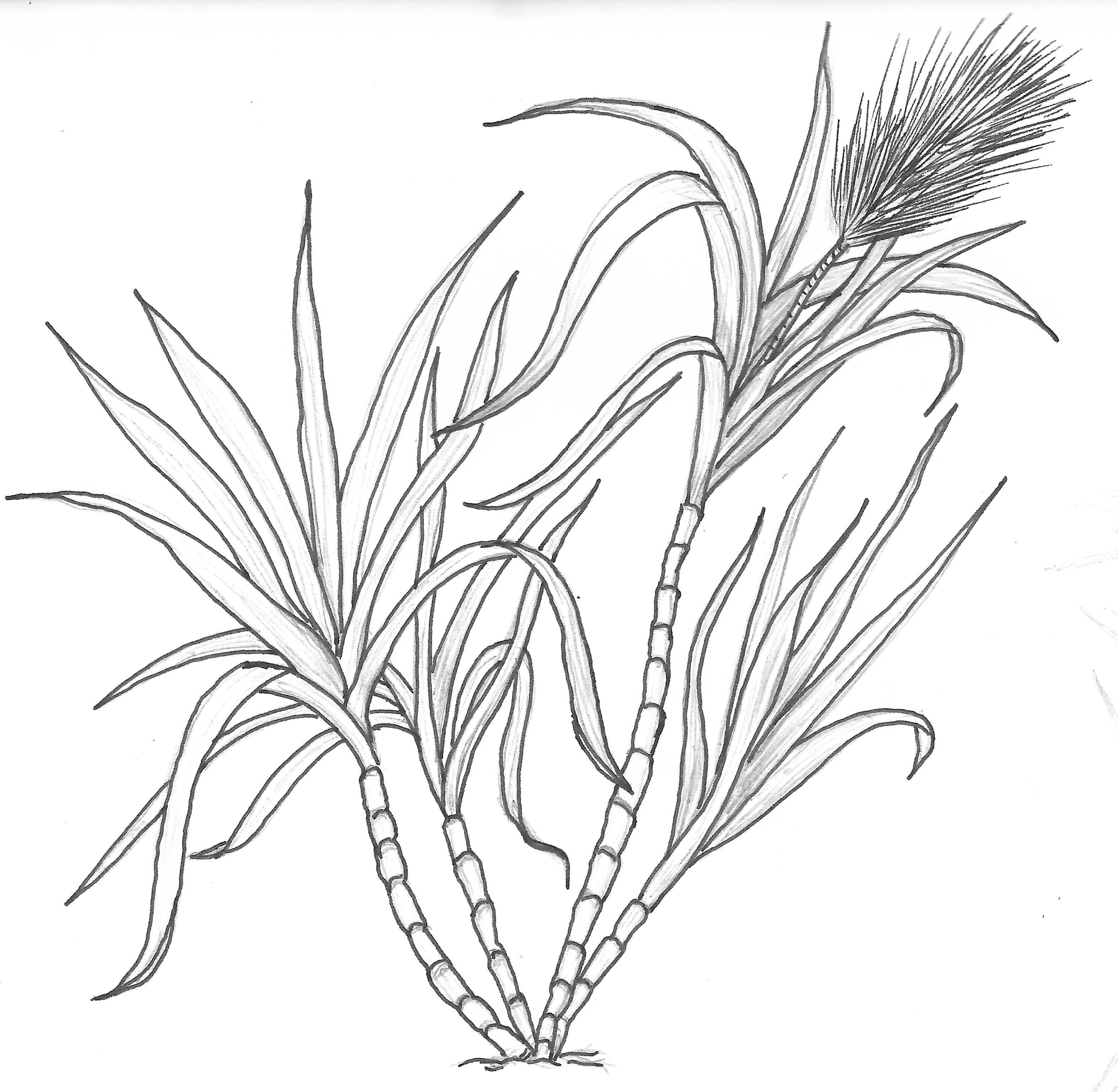 3144x3072 sugarcane drawing free download - Cane Drawings
