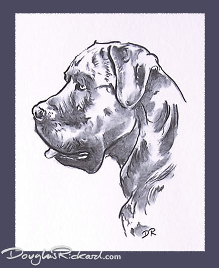 436x532 cane corso drawing - Cane Drawings